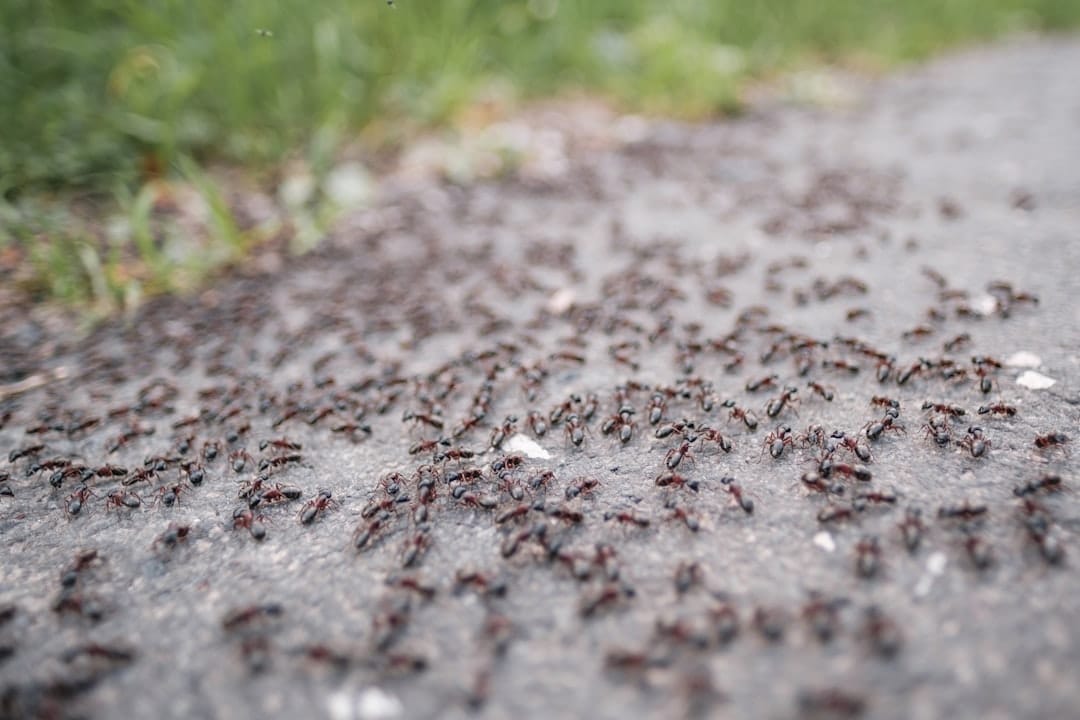 découvrez l'univers fascinant des fourmis, de leurs comportements sociaux à leur rôle essentiel dans l'écosystème. apprenez comment ces petites créatures contribuent à la biodiversité et explorez les différentes espèces de fourmis et leurs habitats.