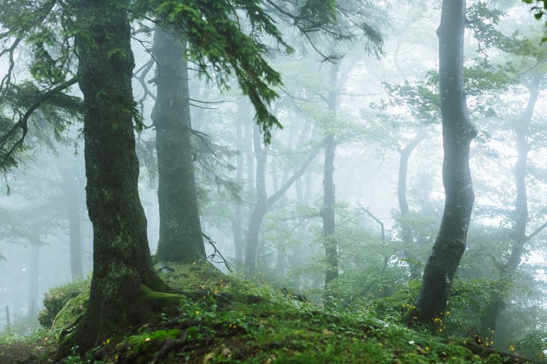 plongez dans l'univers fascinant du mystère, où chaque énigme vous transporte dans une aventure captivante. explorez des histoires intrigantes, des secrets à percer et des mystères à résoudre qui éveilleront votre curiosité et stimuleront votre imagination.