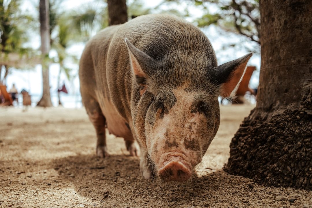 découvrez le costa rica, un paradis naturel où la biodiversité rencontre des plages idylliques, des volcans majestueux et une culture riche. explorez ses parcs nationaux, savourez une cuisine locale délicieuse et plongez dans des aventures inoubliables au cœur de l'amérique centrale.